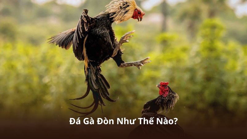 Đá Gà Đòn Như Thế Nào?