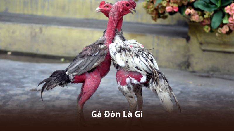 Gà Đòn Là Gì? Kinh Nghiệm Chăm Sóc Và Huấn Luyện Chiến Kê