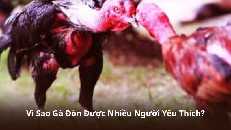 Vì Sao Gà Đòn Được Nhiều Người Yêu Thích?